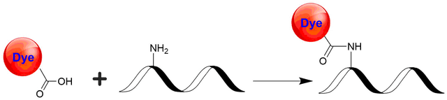 XFD750 acid is the same molecule to the Alexa Fluor® 750 acid. It has the identical spectra to Cy7 dye. XFD750 acid is the most economic amine-reactive form for conjugating this dye to a peptide.