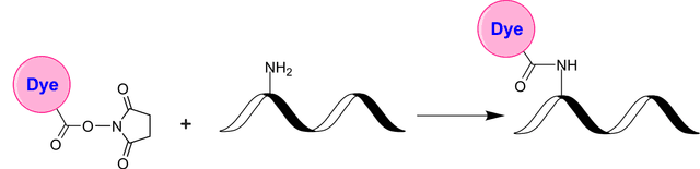 Schematic illustrating the NHS ester–amine coupling between an NHS ester‐activated dye and an amine‐modified biomolecule. NHS esters react readily with lysine side‐chain amines or N‐terminal amines on proteins, peptides, and amine‐modified oligonucleotides under mild conditions (pH 7–9). The resulting amide bond is stable and physiologically compatible.