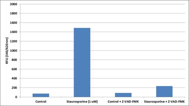 Inhibition of caspase activities in Jurkat cells with pan caspase inhibitor Z-VAD-FMK (Cat.# 13300). Jurkat cells were seeded on the same day at 200,000 cells/90 &micro;L/well in a Costar black wall/clear bottom 96-well plate. The cells were treated with or without 1 &micro;M of staurosporine for 5 hours. The Z-VAD-FMK (50 uM) was added and co-incubated with staurosporine. The caspase-8 activity was detected with Cell Meter&trade; Caspase 8 Activity Apoptosis Assay Kit (Cat.# 22816). The fluorescence intensity was measured at Ex/Em = 540/620 nm (Cutoff = 610 nm) with Flexstation 3 fluorescence microplate reader (Molecular Devices).