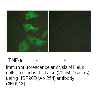 Product image for HSP90B (Ab-254) Antibody