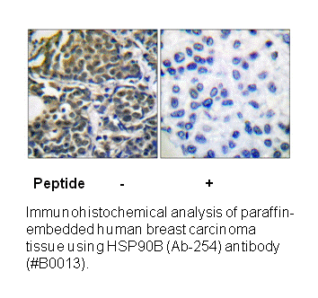 Product image for HSP90B (Ab-254) Antibody