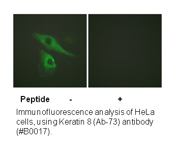 Product image for Keratin 8 (Ab-73) Antibody