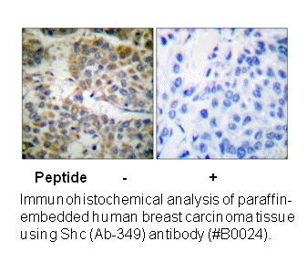 Product image for Shc (Ab-349) Antibody