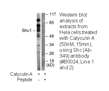 Product image for Shc (Ab-349) Antibody