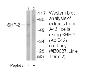 Product image for SHP-2 (Ab-542) Antibody