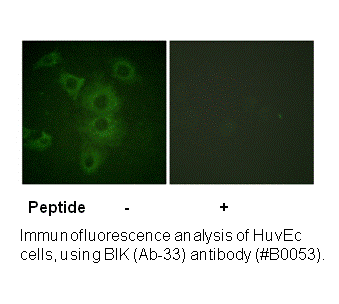 Product image for BIK (Ab-33) Antibody