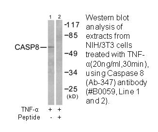 Product image for Caspase 8 (Ab-347) Antibody