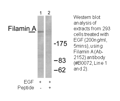 Product image for Filamin A (Ab-2152) Antibody