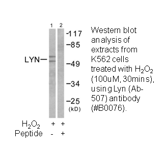 Product image for Lyn (Ab-507) Antibody