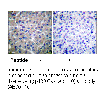 Product image for p130 Cas (Ab-410) Antibody