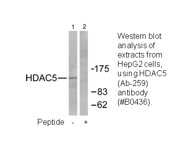Product image for HDAC5 (Ab-259) Antibody