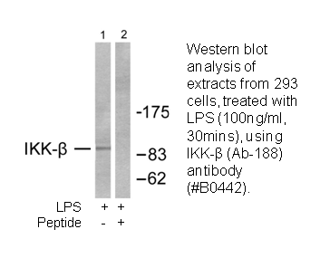 Product image for IKK-&beta; (Ab-188) Antibody