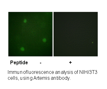 Product image for Artemis (Ab-516) Antibody