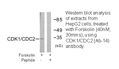 Product image for CDK1/CDC2 (Ab-14) Antibody
