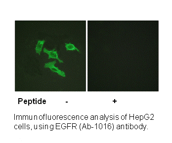 Product image for EGFR (Ab-1016) Antibody