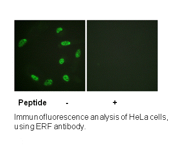 Product image for ERF (Ab-526) Antibody