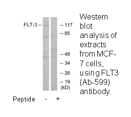 Product image for FLT3 (Ab-599) Antibody