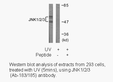 Product image for JNK1/2/3 (Ab-183/185) Antibody