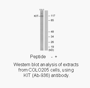 Product image for KIT (Ab-936) Antibody