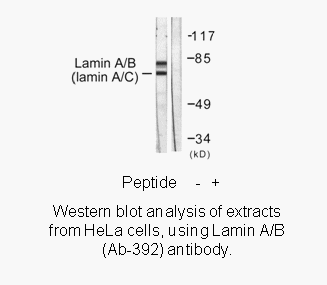 Product image for Lamin A/C (Ab-392) Antibody