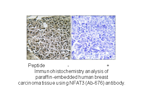 Product image for NFAT3 (Ab-676) Antibody