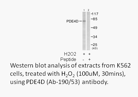 Product image for PDE4D (Ab-190/53) Antibody