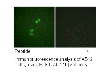 Product image for PLK1 (Ab-210) Antibody