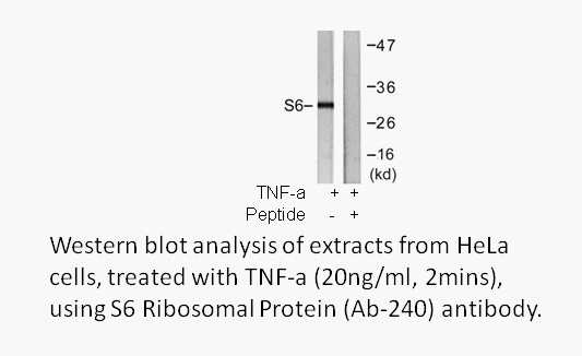 Product image for S6 Ribosomal Protein (Ab-240) Antibody