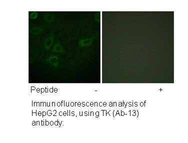 Product image for TK (Ab-13) Antibody