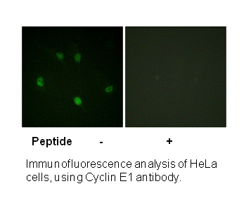 Product image for Cyclin E1 (Ab-77) Antibody