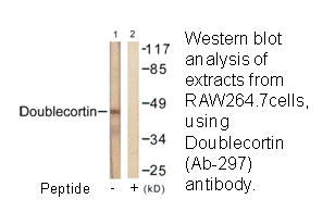 Product image for Doublecortin (Ab-297) Antibody