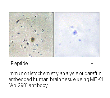 Product image for MEK1 (Ab-298) Antibody