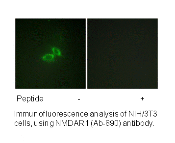 Product image for NMDAR1 (Ab-890) Antibody
