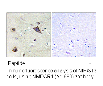 Product image for NMDAR1 (Ab-896) Antibody