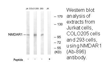 Product image for NMDAR1 (Ab-896) Antibody