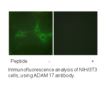 Product image for ADAM 17 (Ab-735) Antibody