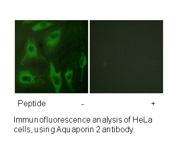 Product image for Aquaporin 2 (Ab-256) Antibody