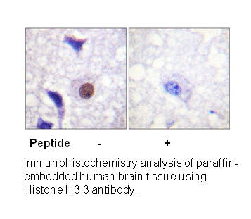 Product image for Histone H3.3 (Ab-31) Antibody