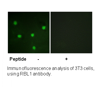 Product image for RBL1 (Ab-369) Antibody