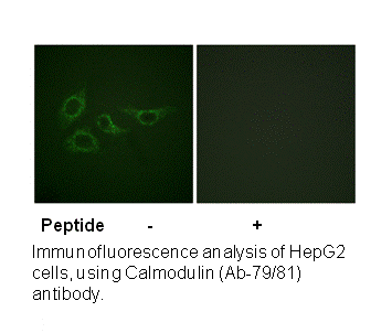 Product image for Calmodulin (Ab-79/81) Antibody