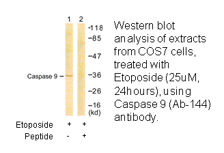 Product image for Caspase 9 (Ab-144) Antibody