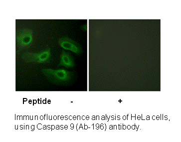 Product image for Caspase 9 (Ab-196) Antibody