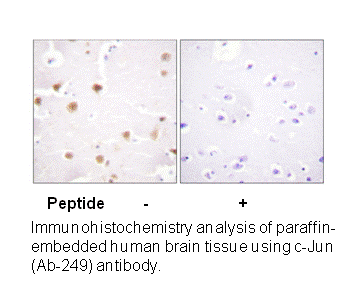 Product image for c-Jun (Ab-249) Antibody