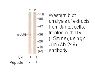 Product image for c-Jun (Ab-249) Antibody