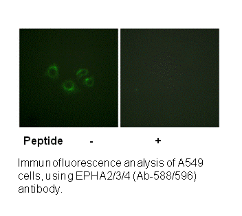 Product image for EPHA2/3/4 (Ab-588/596) Antibody