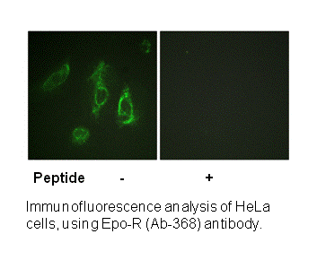 Product image for Epo-R (Ab-368) Antibody