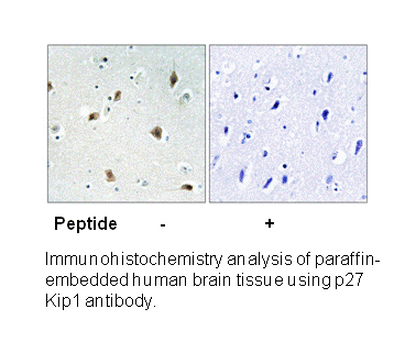 Product image for p27 Kip1 (Ab-157) Antibody