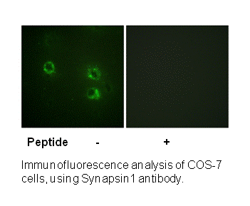 Product image for Synapsin1 (Ab-605) Antibody