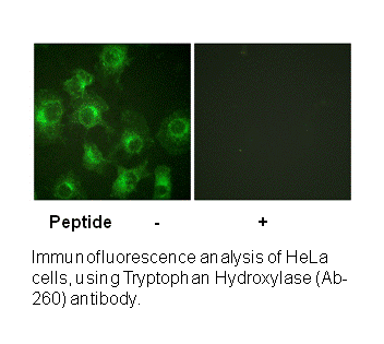 Product image for Tryptophan Hydroxylase (Ab-260) Antibody