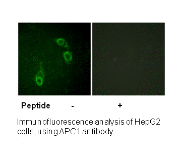 Product image for APC1 (Ab-688) Antibody